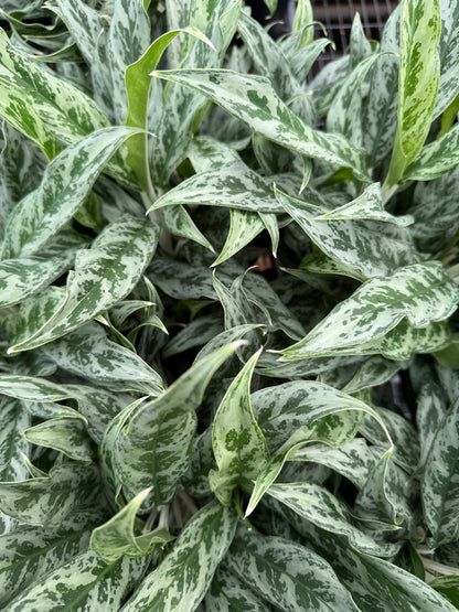 Aglaonema Greyhound