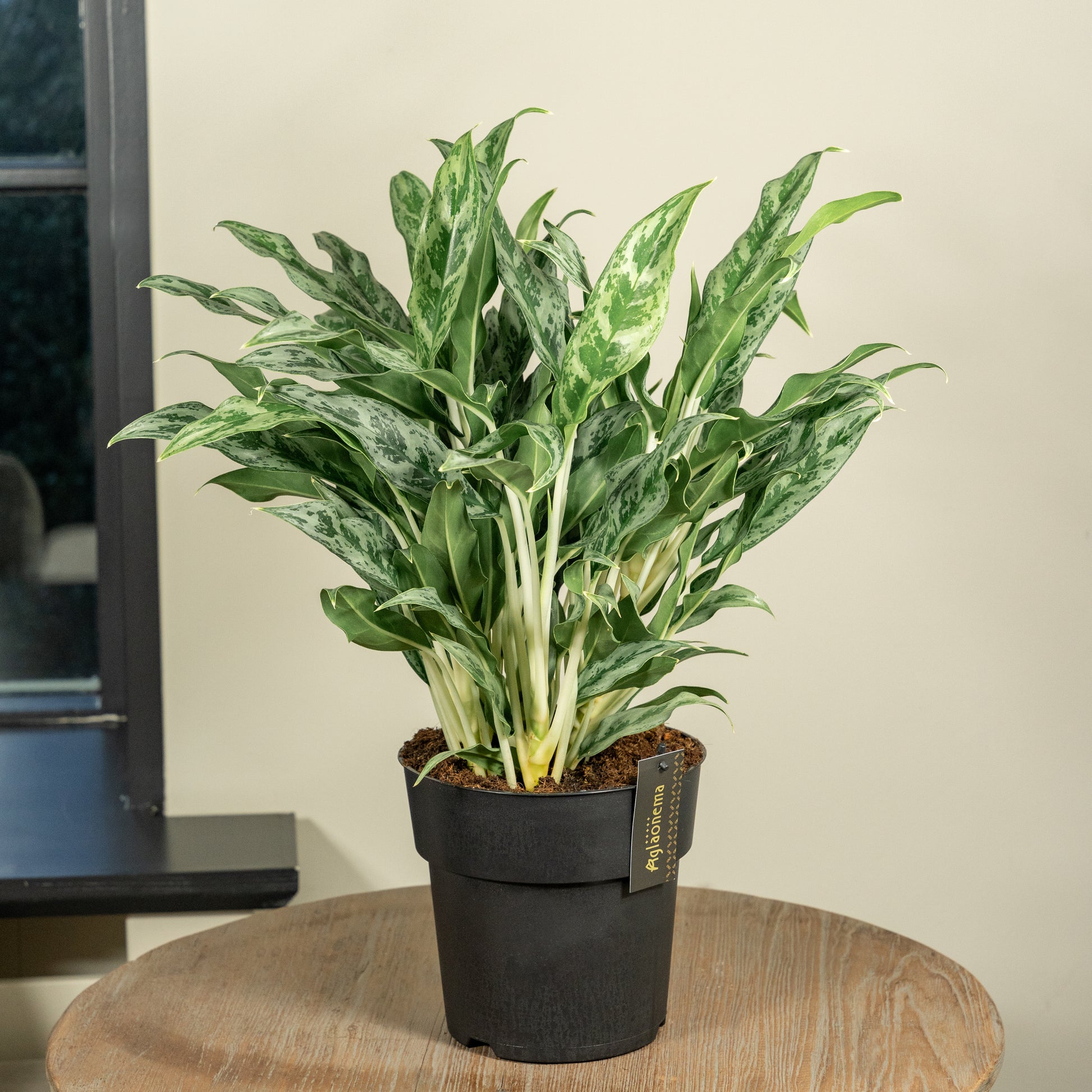 aglaonema greyhound Aglaonema Greyhound – Ansugifts