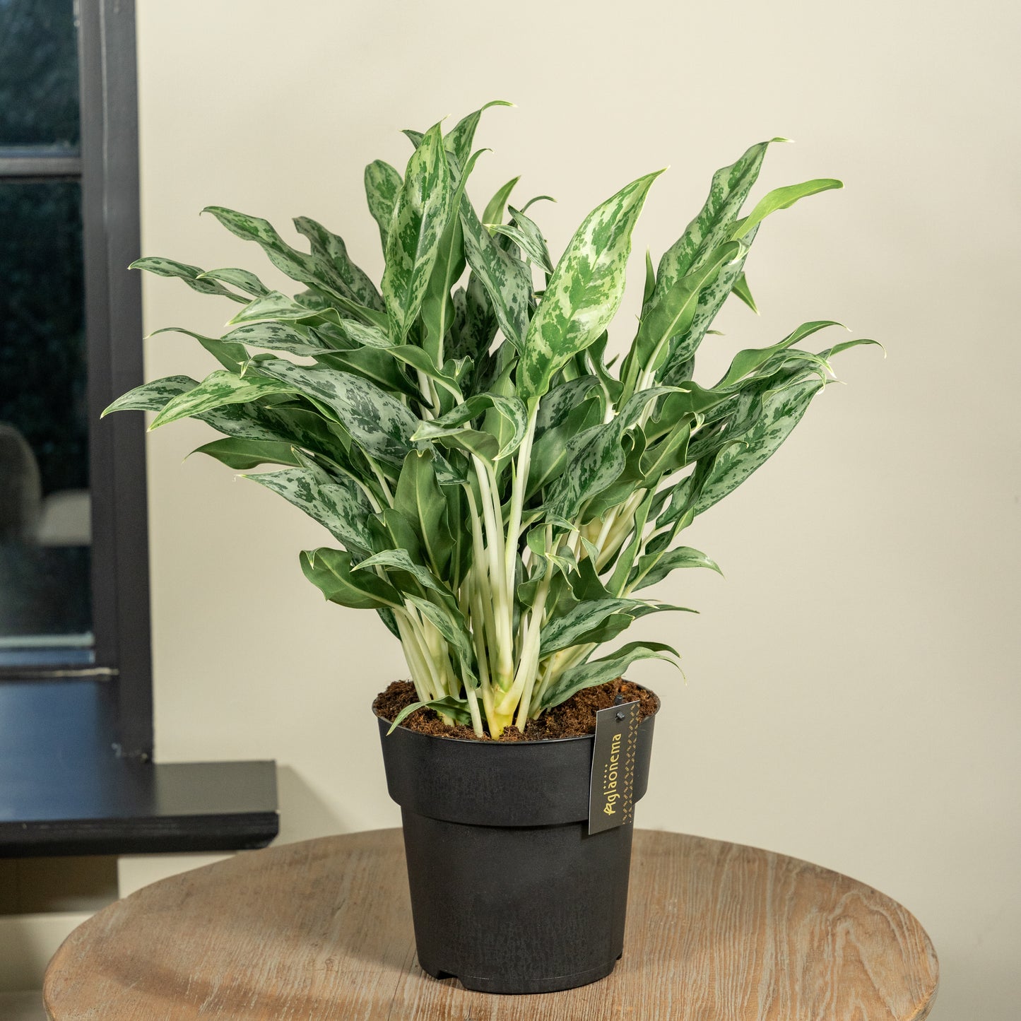 Aglaonema Greyhound