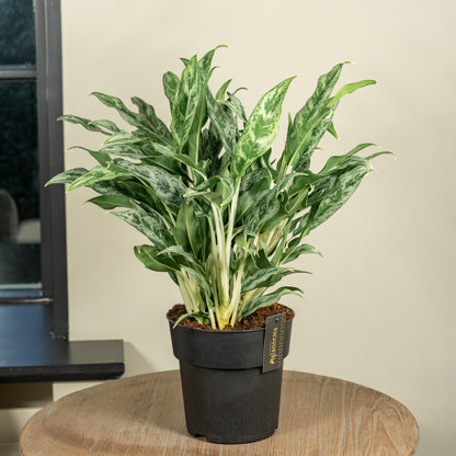 Aglaonema Greyhound