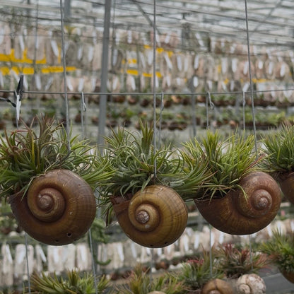 Tillandsia Shelly lose