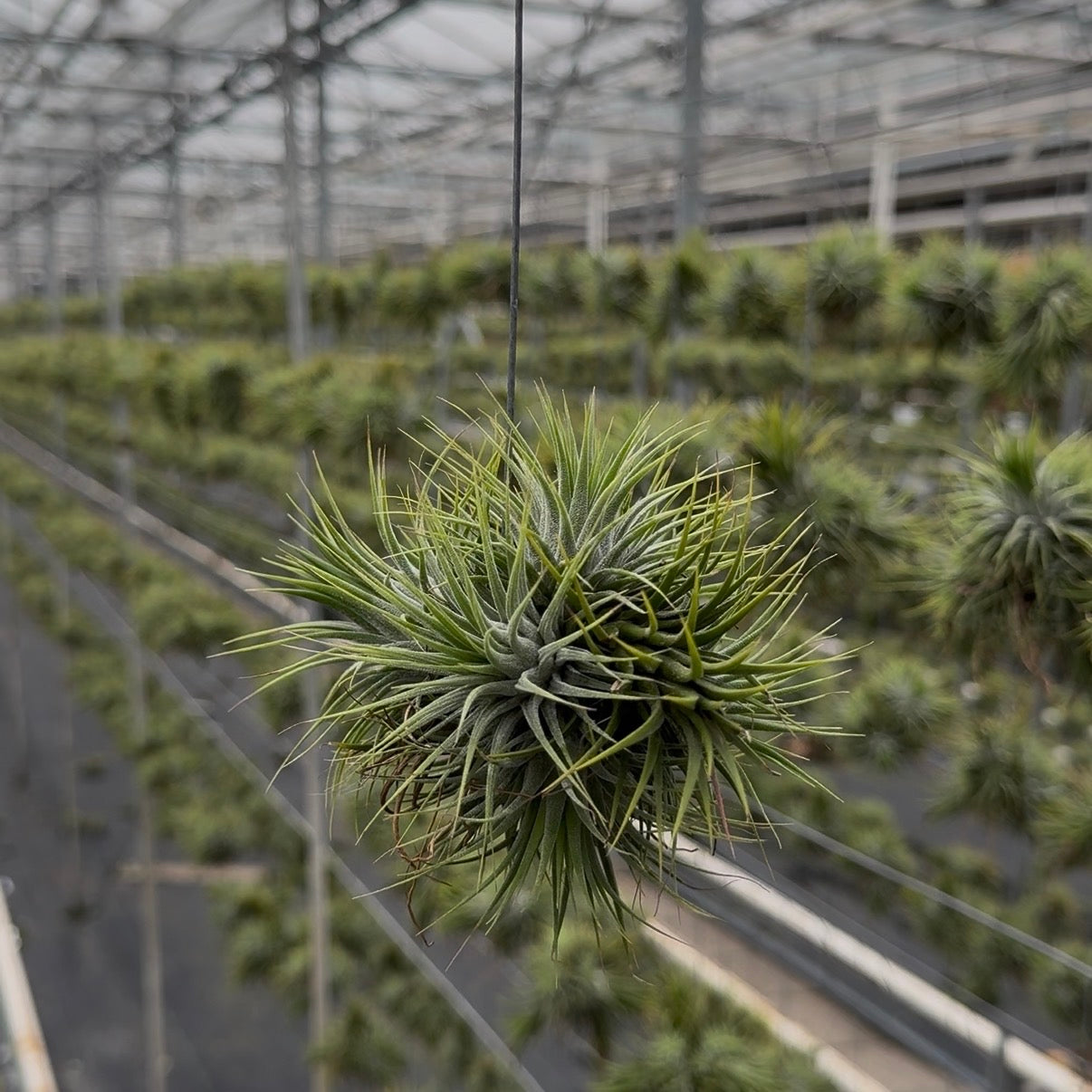 Tillandsia Spikey Silver vierkant
