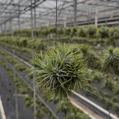Tillandsia Spikey Silver vierkant