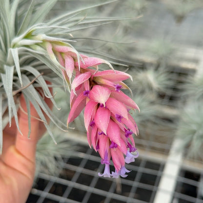 Tillandsia Silver bloei