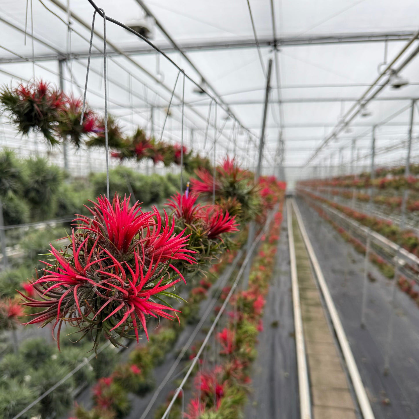 Tillandsia Spikey bloeiend vierkant