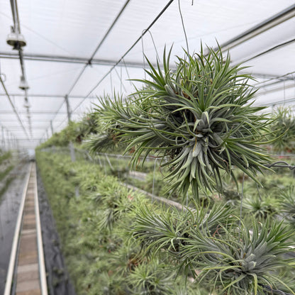 Tillandsia Ionantha vierkant