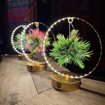Tillandsia Led editie goud