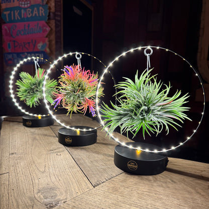 Tillandsia Led editie zwart