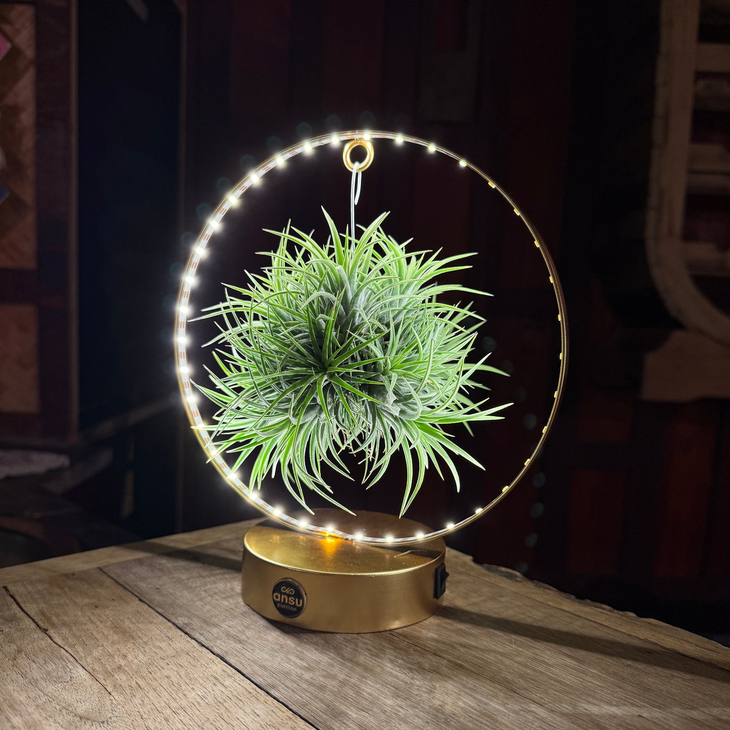 Tillandsia Led editie goud