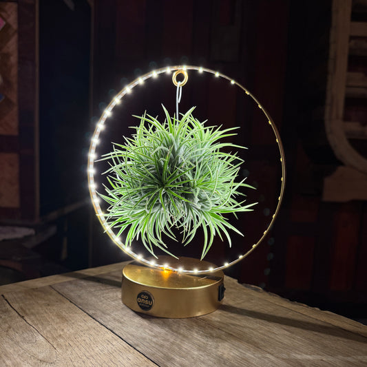 Tillandsia Led editie goud