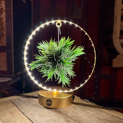 Tillandsia Led editie goud