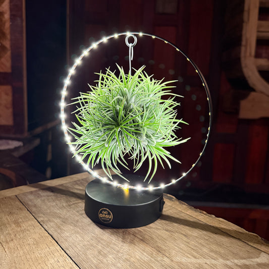 Tillandsia Led editie zwart
