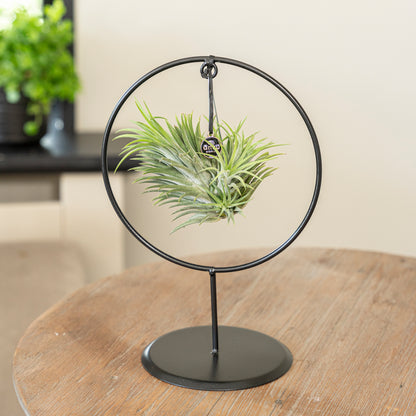 Tillandsia Ionantha cirkel