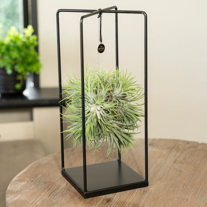 Tillandsia Ionantha vierkant