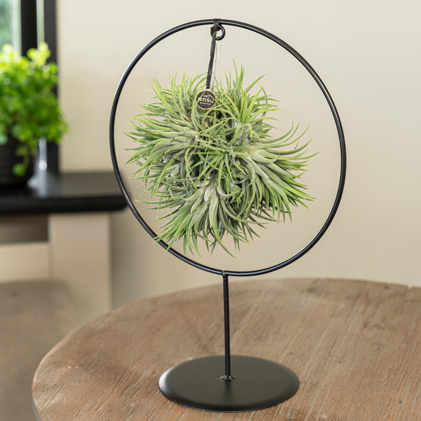 Tillandsia Ionantha cirkel
