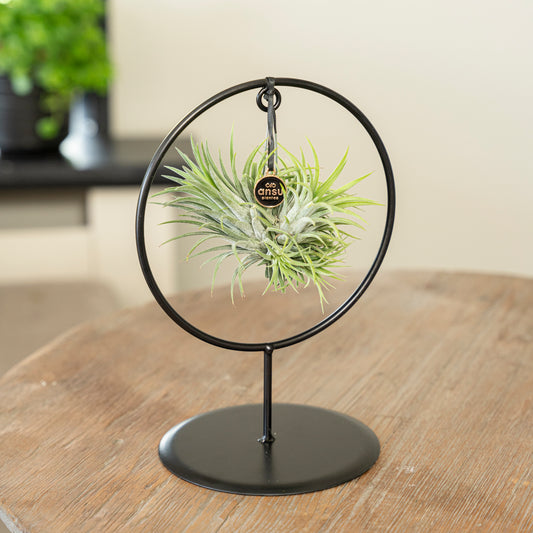 Tillandsia Ionantha cirkel