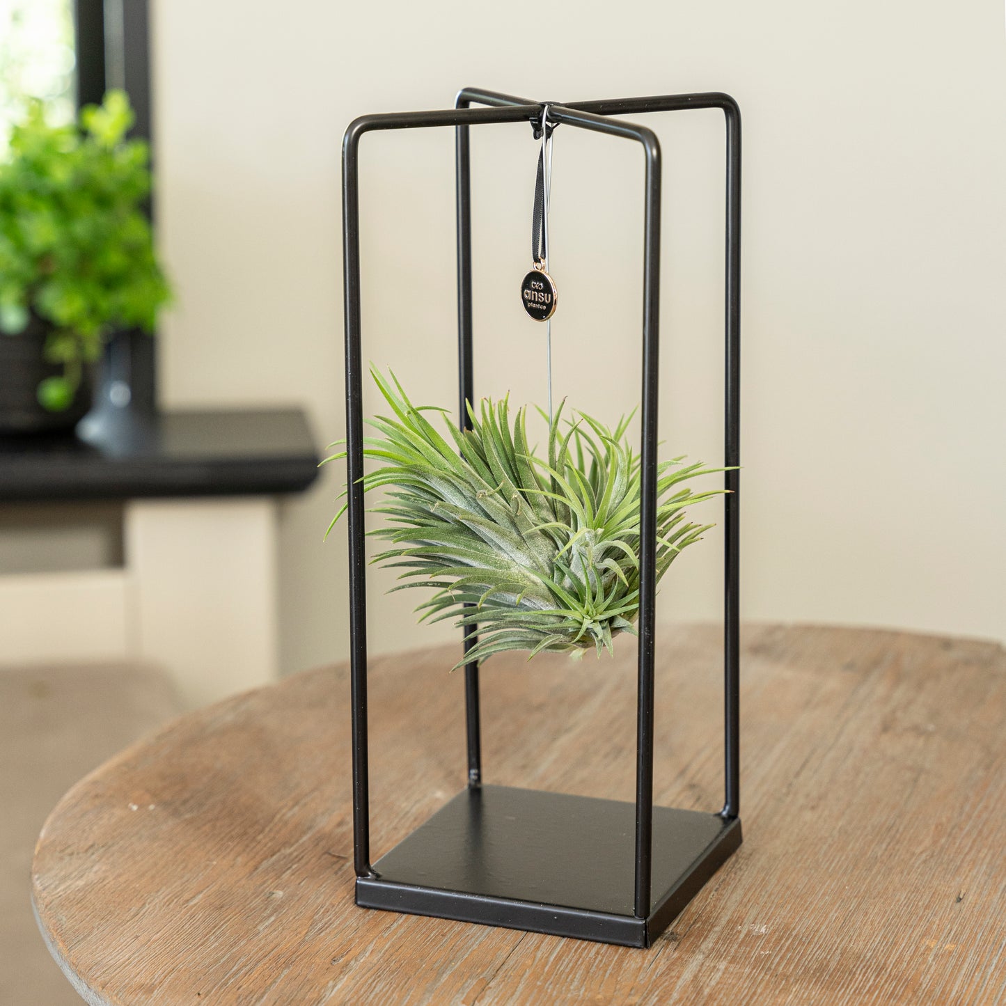 Tillandsia Ionantha vierkant