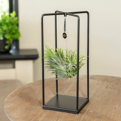 Tillandsia Ionantha vierkant