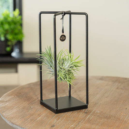 Tillandsia Ionantha vierkant