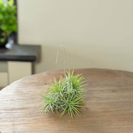 Ionantha los op een tafel