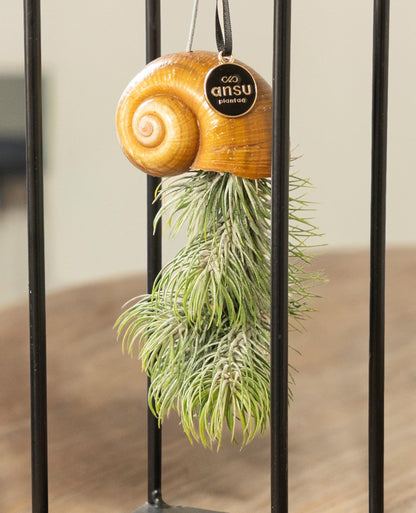 Tillandsia Seashellys