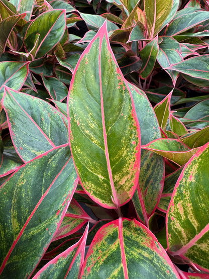 Aglaonema Jungle red