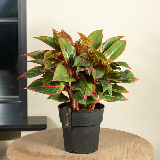 Aglaonema Jungle red
