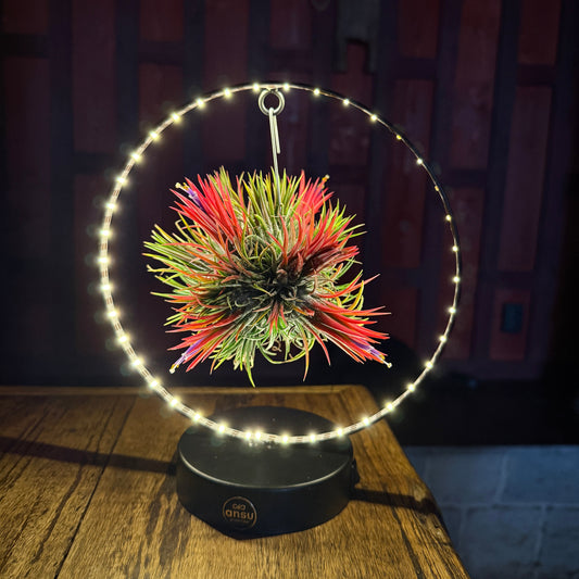 Bloeiende led editie op tafel