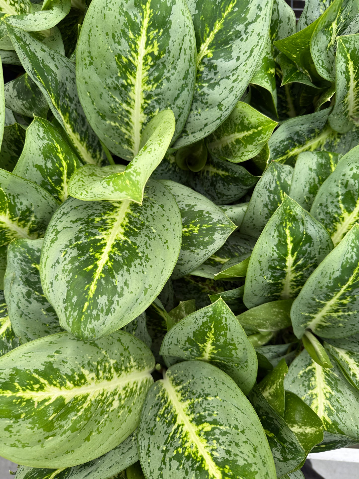 Aglaonema Lemon Mint
