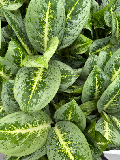 Aglaonema Lemon Mint