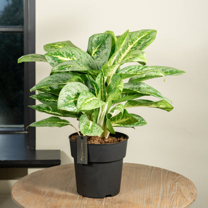 Aglaonema Lemon mint