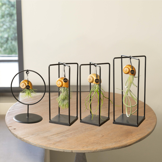 Tillandsia Seashellys