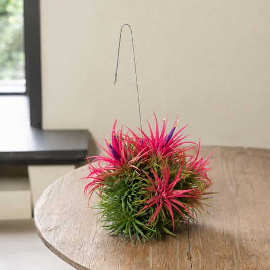 Tillandsia Spikey bloeiend XL Los