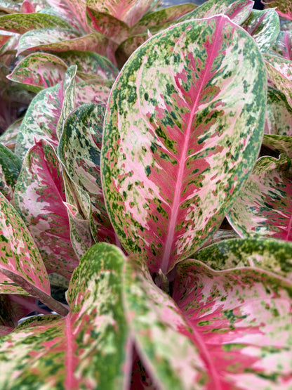 Aglaonema Painted Celebration