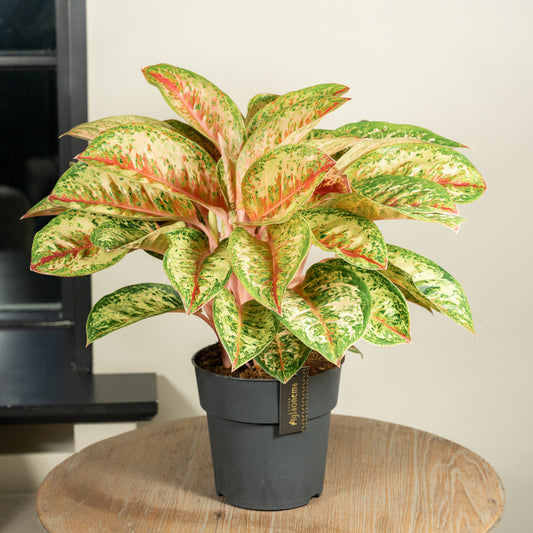 Aglaonema Painted Celebration