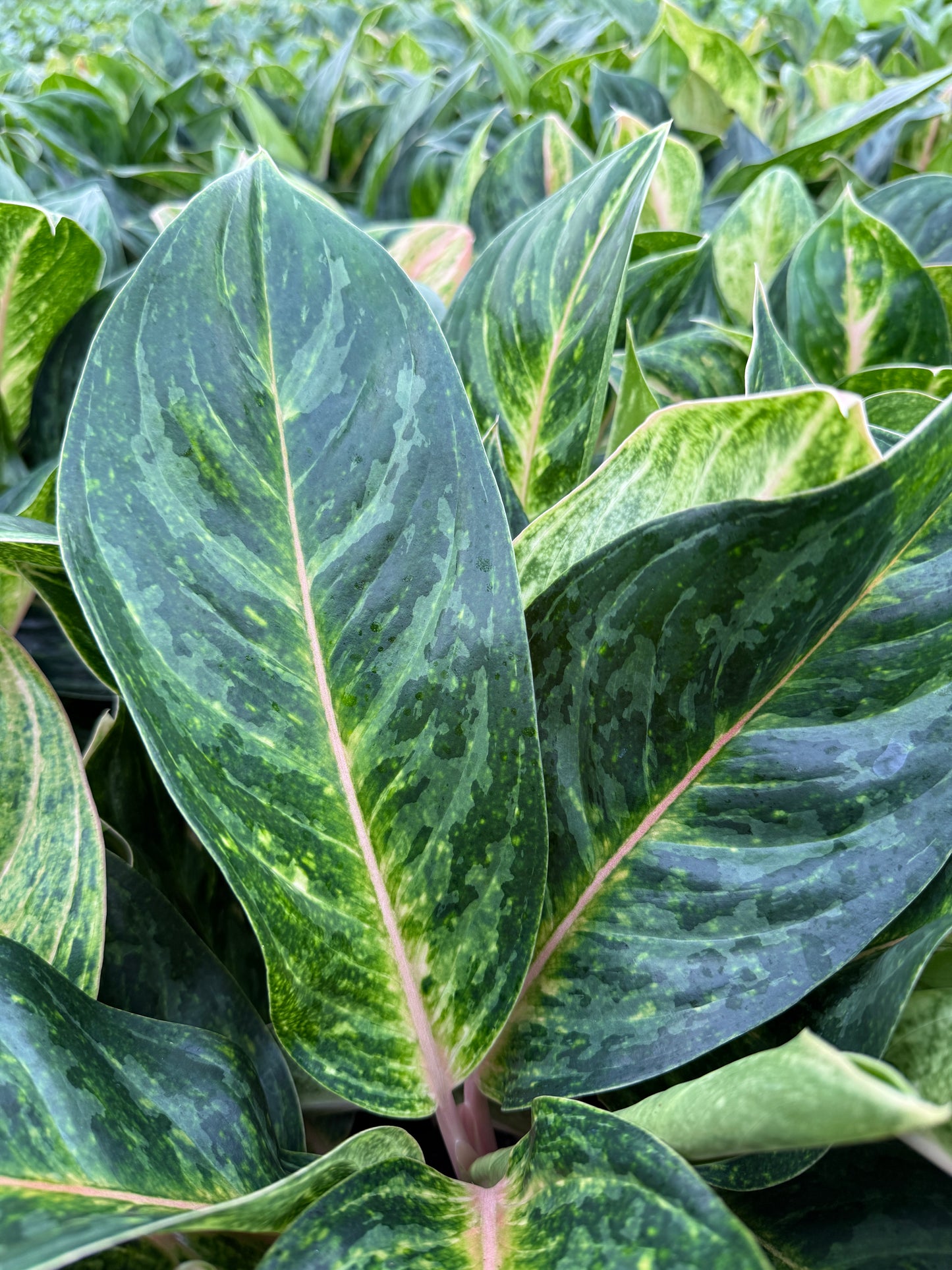 Aglaonema Peach Pearl
