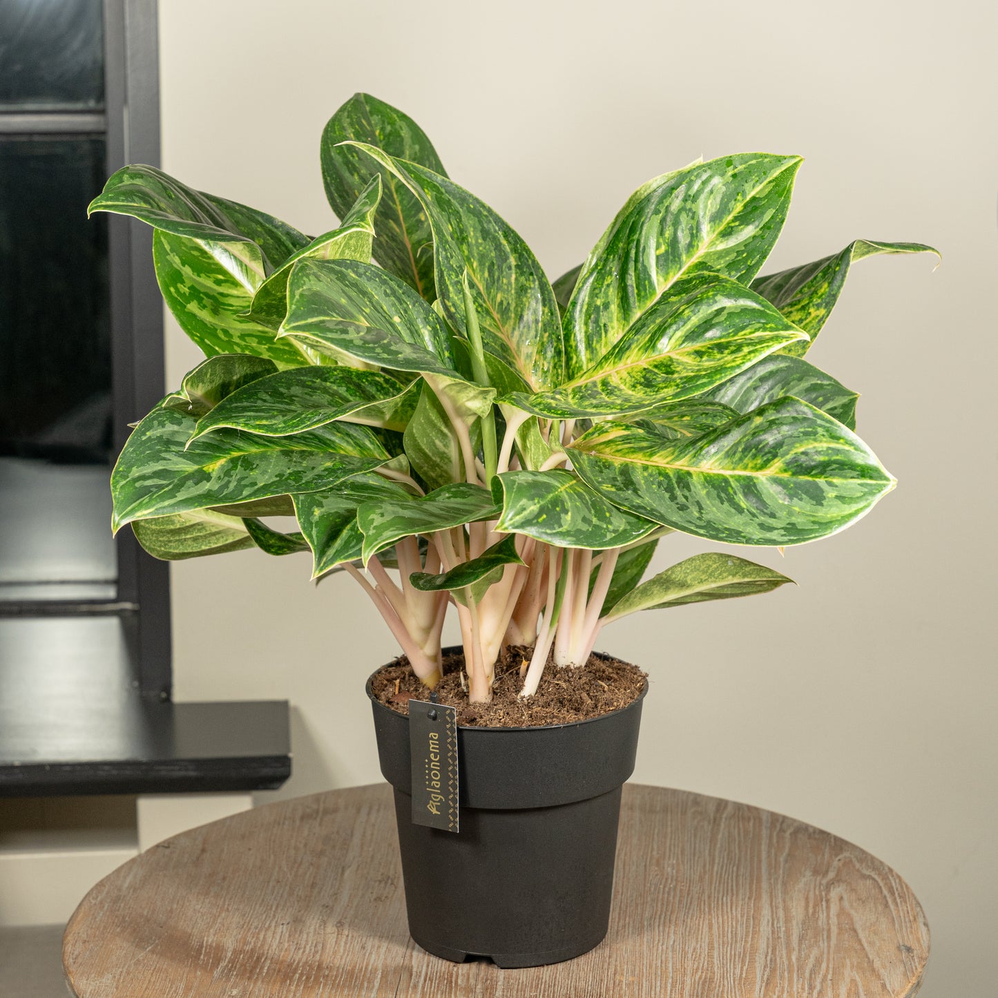Aglaonema Peach Pearl