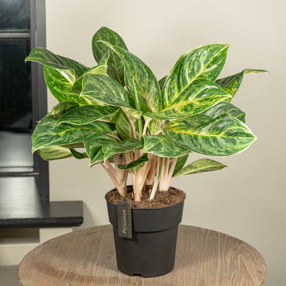 Aglaonema Peach Pearl