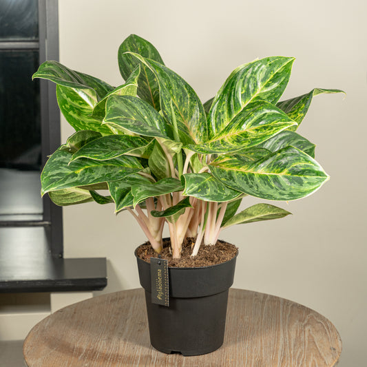 Aglaonema Peach Pearl