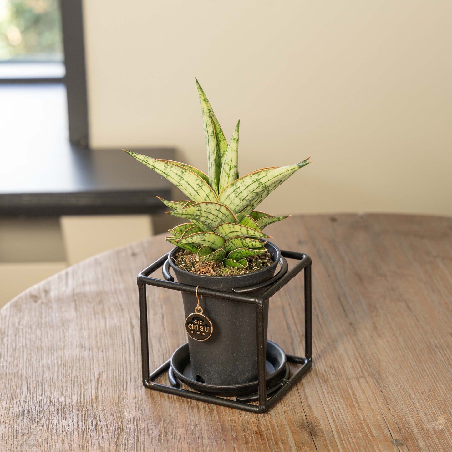 Sanseveria