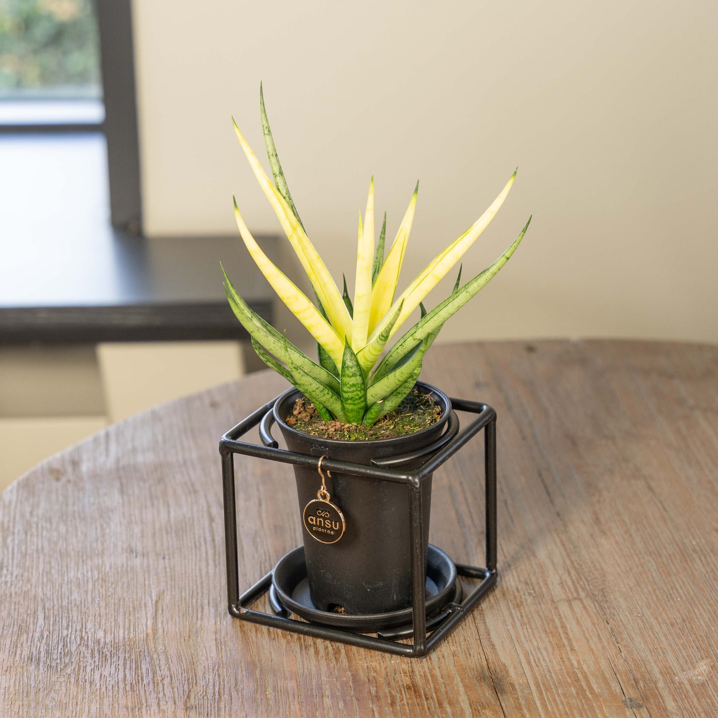 Sanseveria