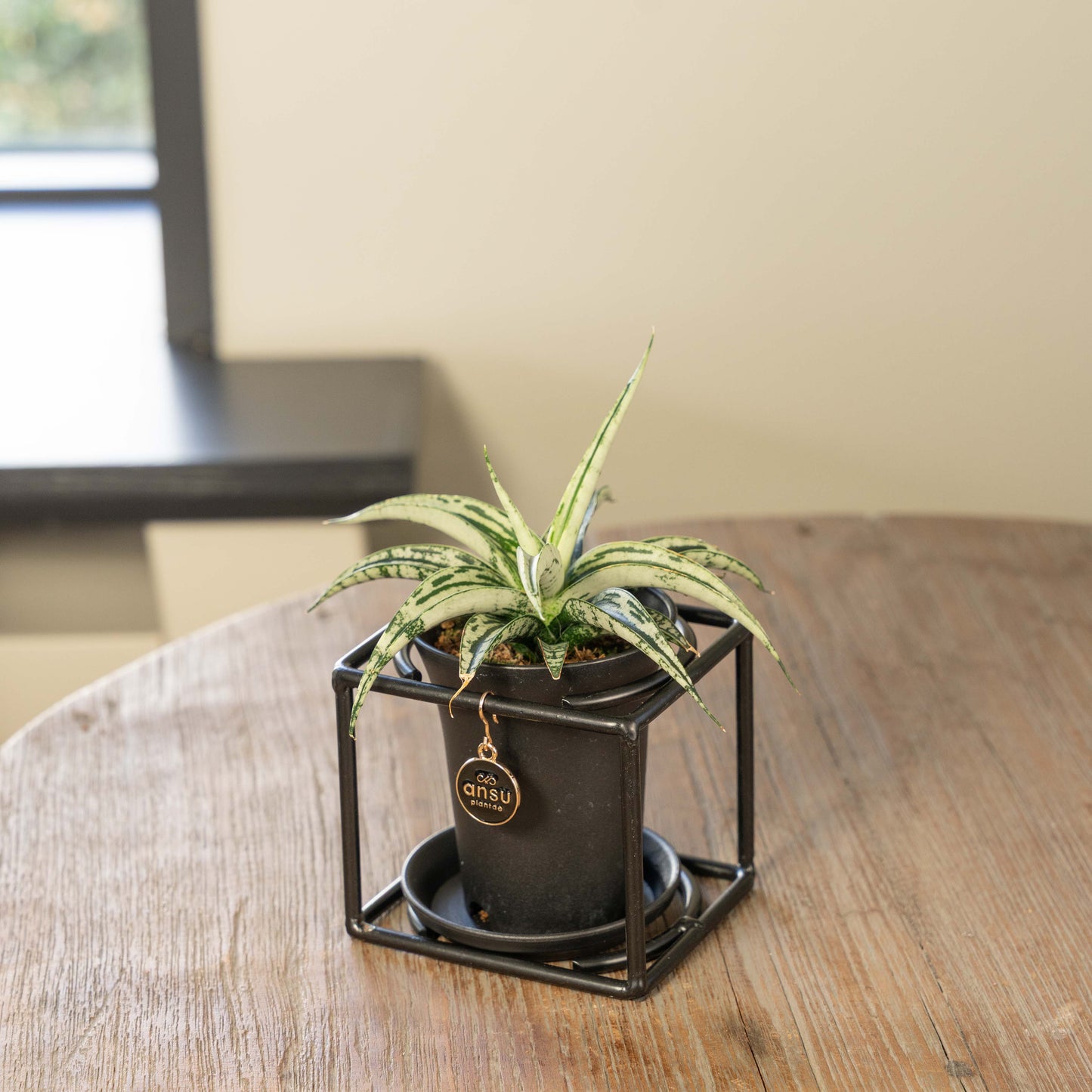 Sanseveria