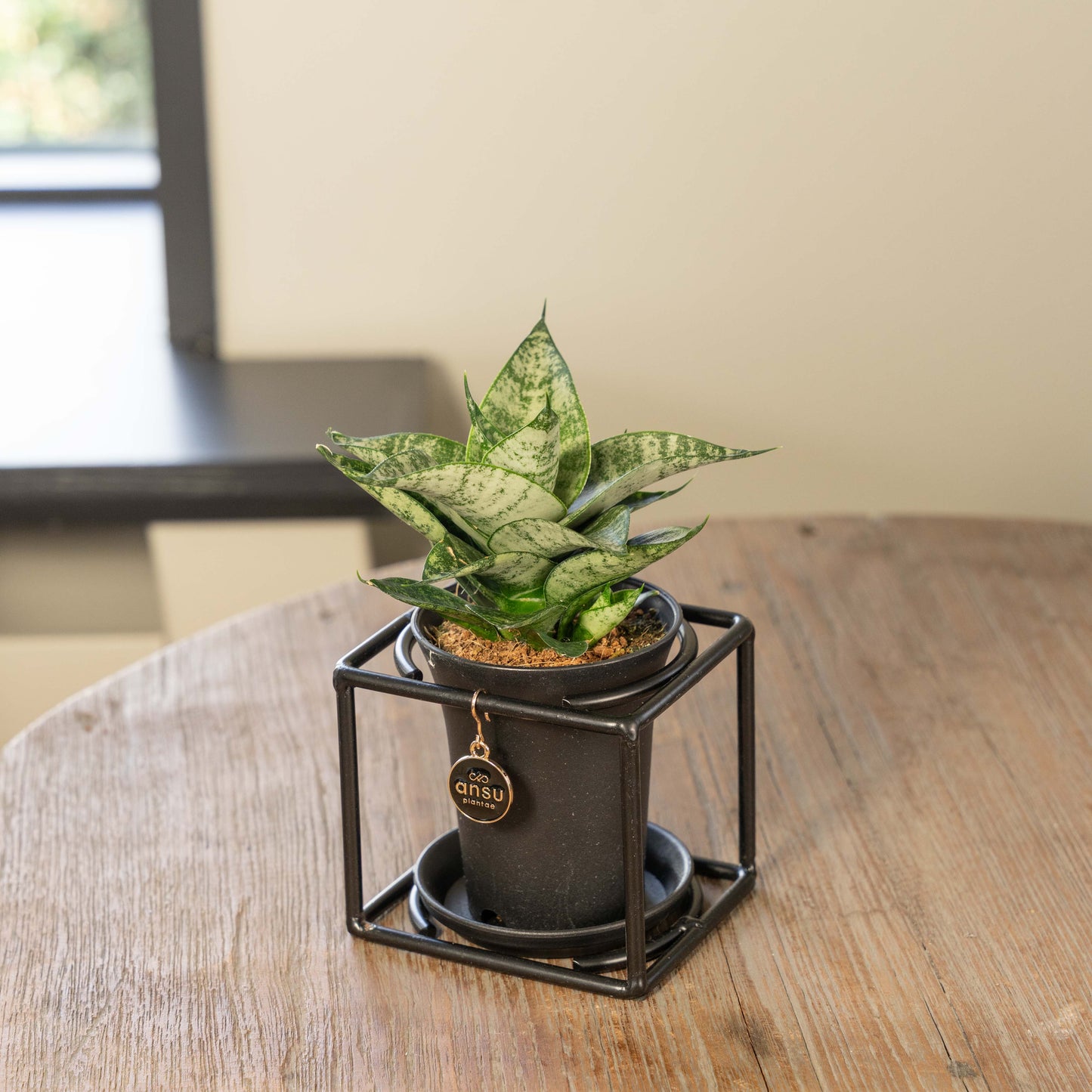 Sanseveria