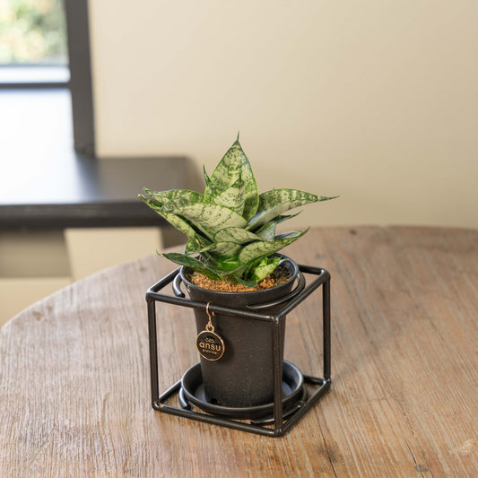 Sanseveria