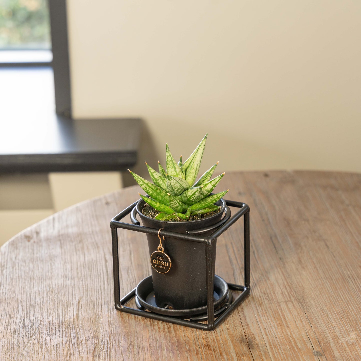 Sanseveria