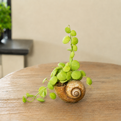 Shelly Dischidia los op tafel