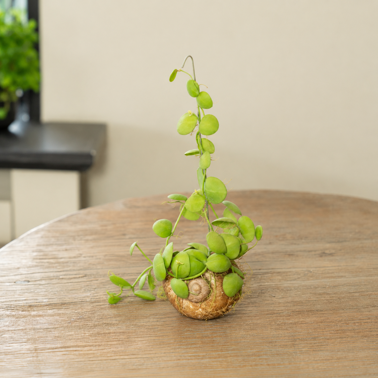 Shelly Dischidia los op tafel