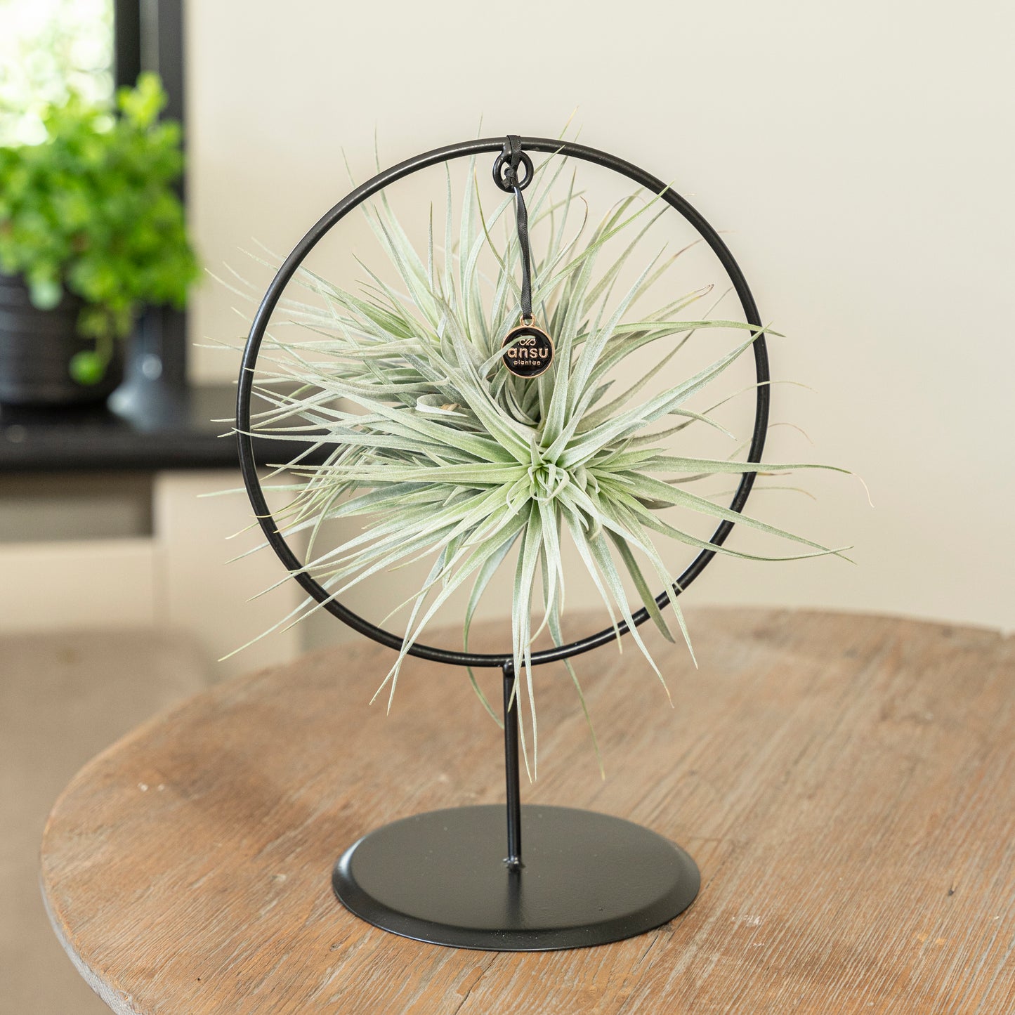 Tillandsia Silver cirkel