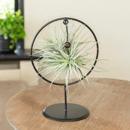 Tillandsia Silver cirkel