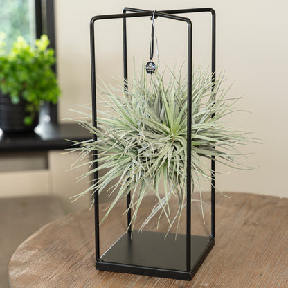Tillandsia Silver vierkant